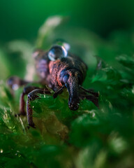 Macrophotography of a snout beetle. Bug in the moss close up. Curculionidae insect. Beautiful nature concept.