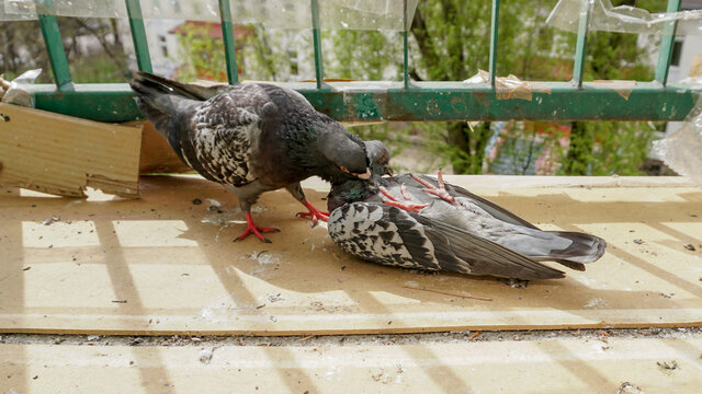 Dead corpse of the pigeon lying on the balcony in the middle of the day.
