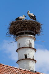 Weißstorch / Klapperstorch im Nest (Lat.: Ciconia ciconia), Störche vor blauem Himmel im Nest