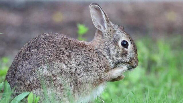 Eastern Cottontail, Sylvilagus floridanus, cleaning face in grass side profile