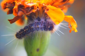 Fototapeta na wymiar Caterpillar in a Marigold flower