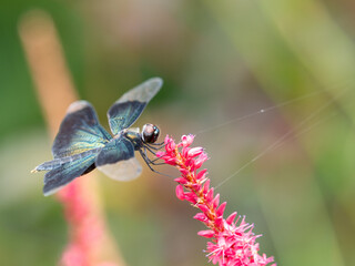 チョウトンボの休息