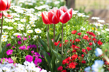 Full Bloom of Various Flowers Beautiful Garden
