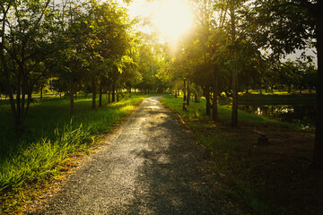 morning light on the road in park