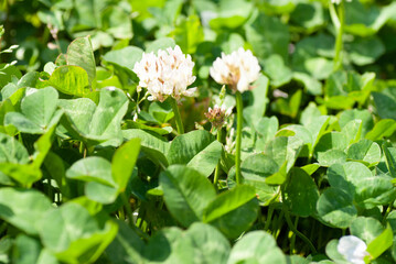 White clover Flower and Leaves