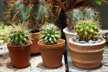 cactus on pots in garden