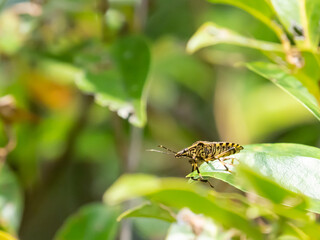 キマダラカメムシの飛び出し前