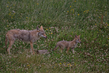Coyotes