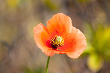 Fototapeta premium Long-headed poppy Close Up Macro
