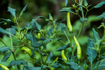 A close-up of a chili plant with a green chili, which is an unripe chili that grows with its leaves.