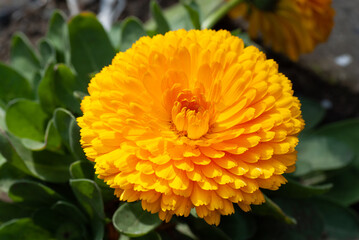 Calendula Pot Marigold Yellow Flower Close Up