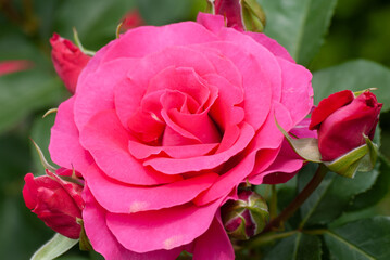 Pink Rose Flower and Bud Close Up
