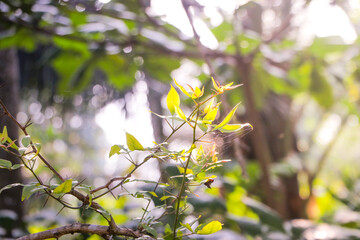 Spring green leaves forest Nature background.