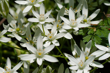 White Flowers of Spider Plant