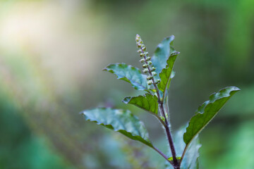Close-up of Thai basil leaves and Thai basil flowers, and blur the background.