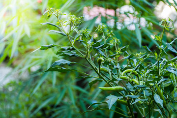 Fototapeta premium A close-up of a chili plant with a green chili, which is an unripe chili that grows with its leaves.