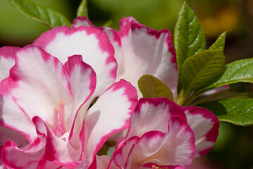 Fototapeta na wymiar Azalea Pink and White Bicolor Flowers Close Up