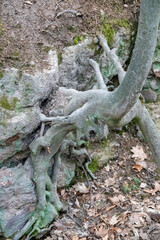 Wurzel