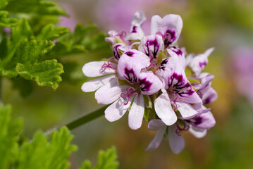 Rose Scented Geranium Close Up