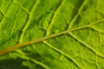 ripe lettuce leaves lie on the table close-up. greens from the garden