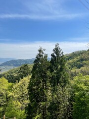 forest in the mountains