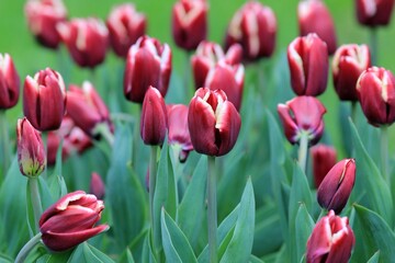 Pink and white tulips in the park in spring