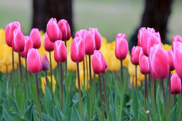 Pink and yellow tulips in the park in spring