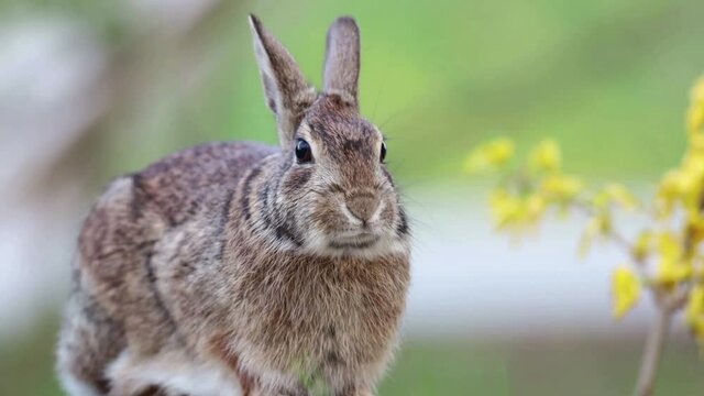 Adorable Eastern Cottontail Rabbit, Sylvilagus floridanus, facing camera moving mouth yellow flower gentle breeze soft light
