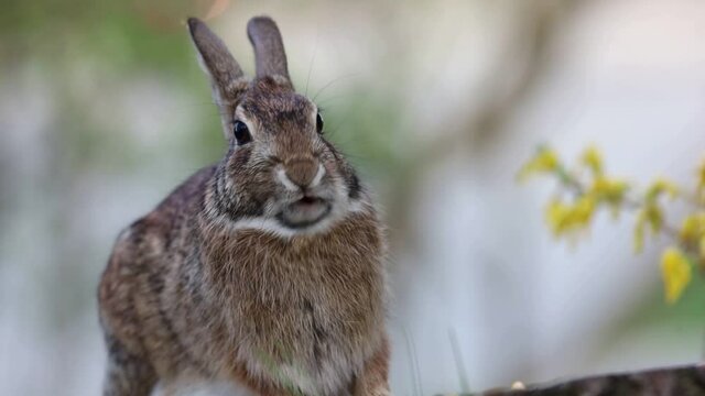 Eastern Cottontail Rabbit, Sylvilagus floridanus, facing camera moving mouth yellow flower gentle breeze soft light