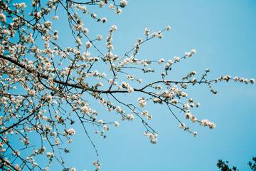 Kirschblüten im Himmel