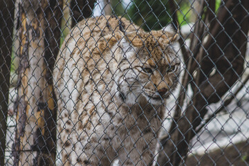 Zoo animals