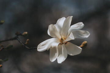 Fototapeta na wymiar Wallpaper. Close-up of a white magnolia. Spring Floral Background Magnolia Blossom Botanical Garden.