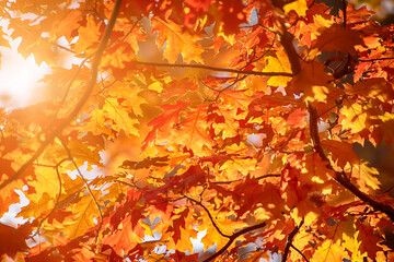 autumn leaves, very shallow focus