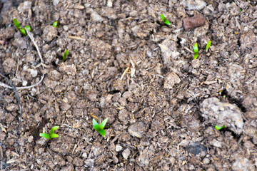 A bird's-eye view of a small plant growing out of the soil.