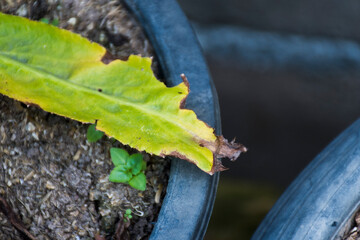 Picture of coriander leaves withered until they turn yellow in clay pots.