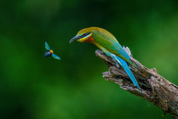 Blue-tailed beeeater