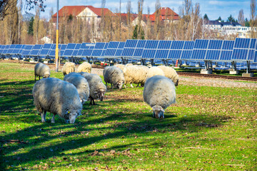 grazing flock of sheep on a green pasture
and solar energy power station in the background