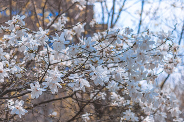 A large white magnolia blooms on a tree on a warm day