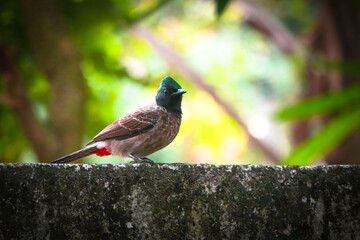 The red-vented bulbul is a member of the bulbul family of passerines. It is a resident breeder across the Indian subcontinent,