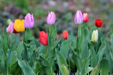 Colorful tulips in the park in spring