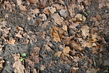 ants on the ground