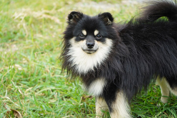 dog standing outside on green grass