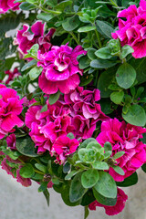 A petunia bush with many beautiful bright pink flowers.