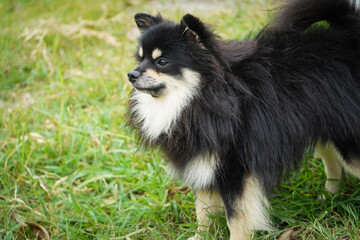 dog standing outside on green grass