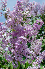 Lilac bush, lilac, spring flowers, warmth, nature, natural, sunny weather, green leaves