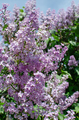 Lilac bush, lilac, spring flowers, warmth, nature, natural, sunny weather, green leaves