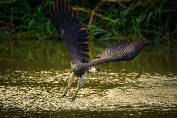 Grey-headed fish eagle