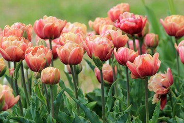 Obraz premium Pink tulips in the park in spring