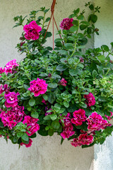 A petunia bush with many beautiful bright pink flowers.