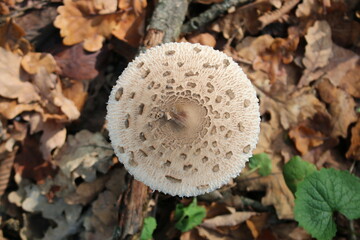 mushroom in the forest